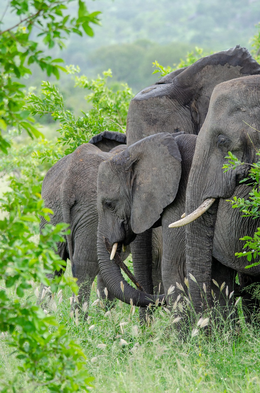 Elephant