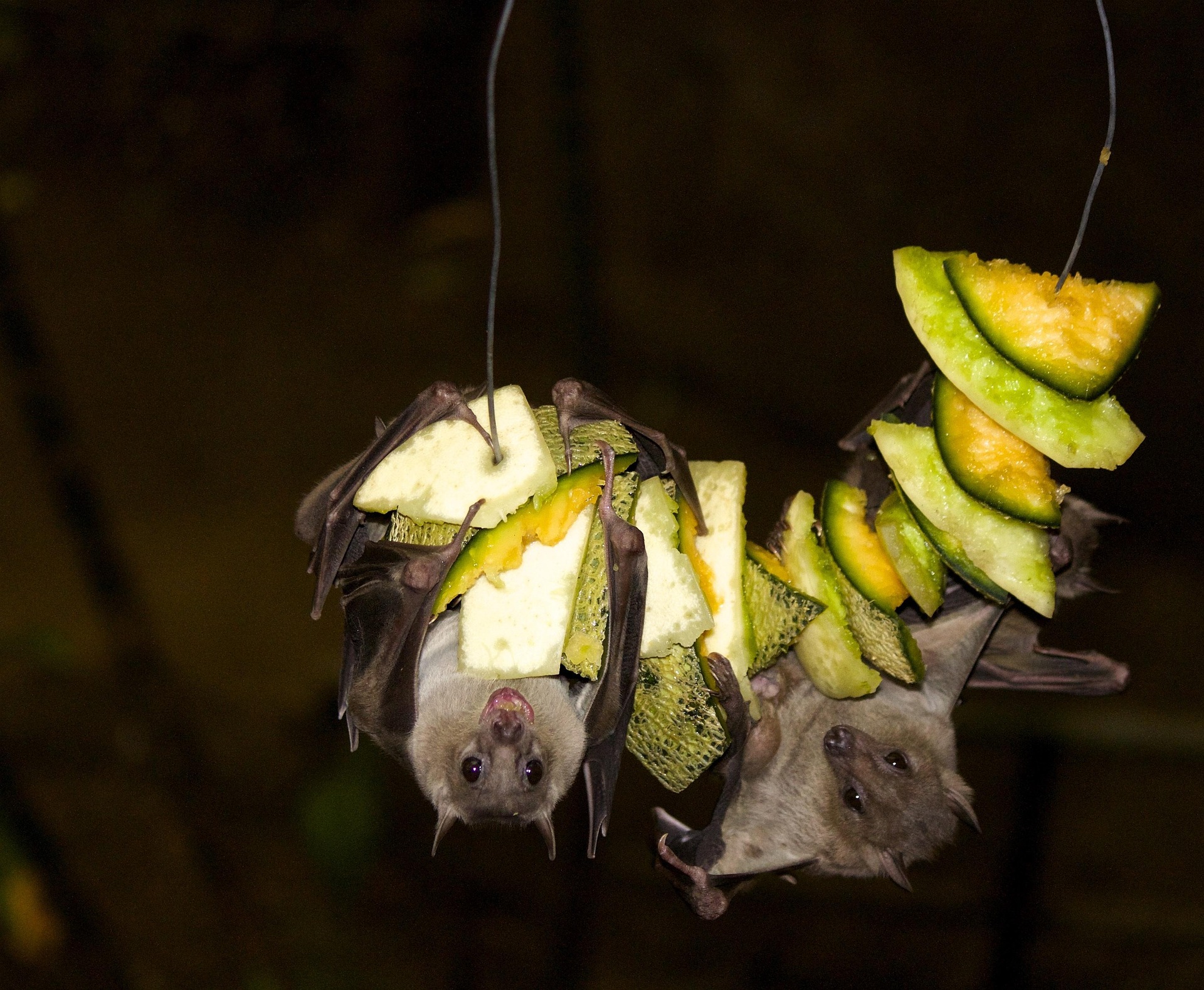 Netopýr (fruit bat)