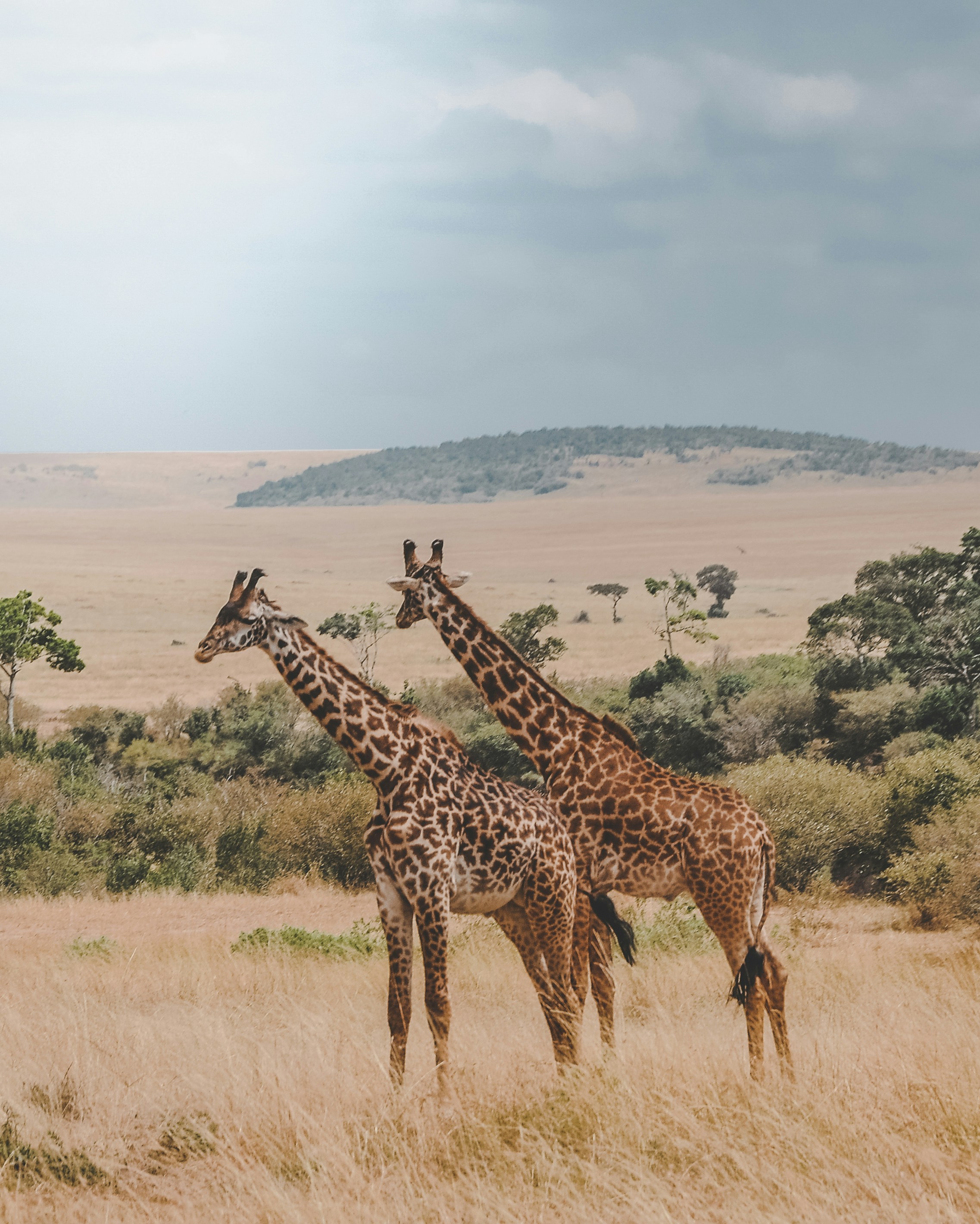 Safari in Maasai Mara, Kenya