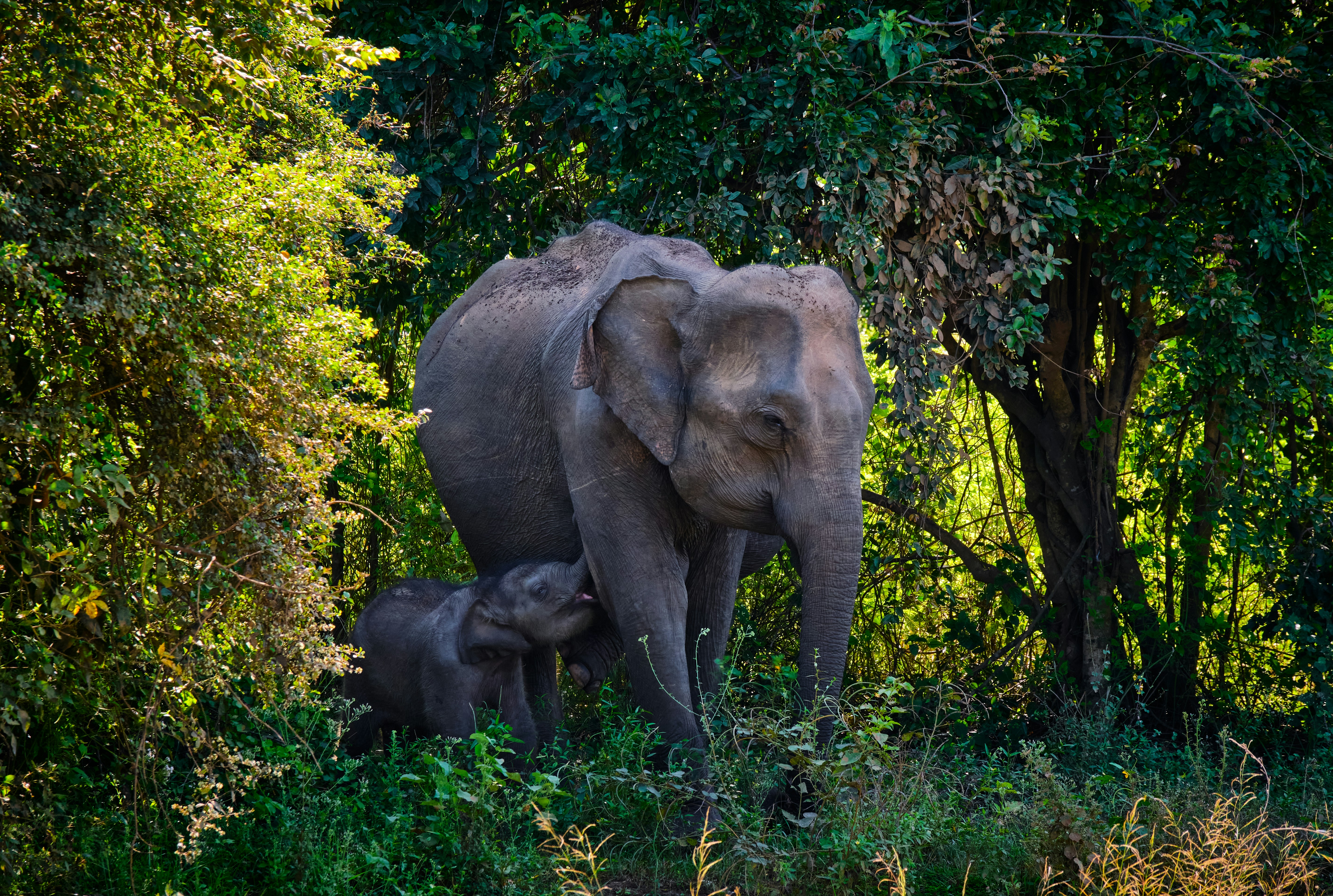 elephant
